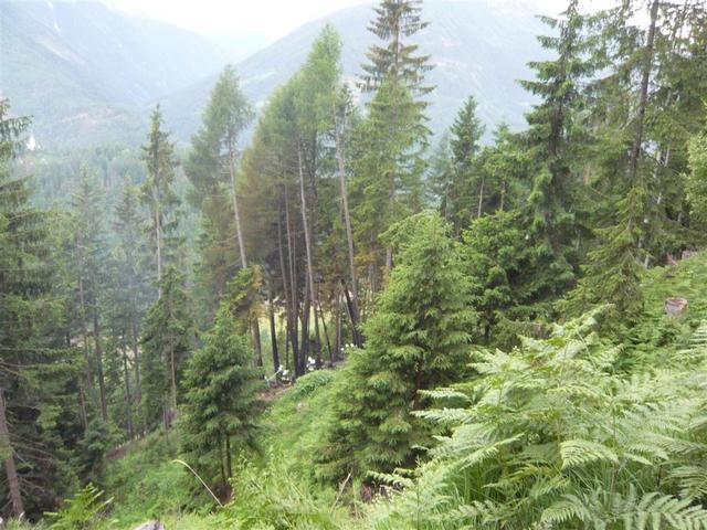 09-05-26 Waldbrand Preisdorf-003