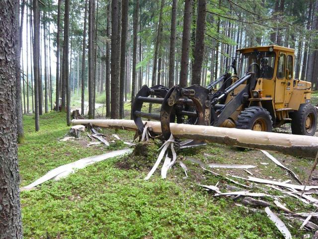 10-04-30 Maibaum 033