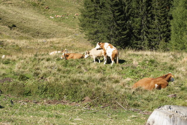 12-09-09 Almwandertag 2012 078